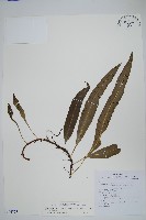 波氏星蕨藏品圖，第1張