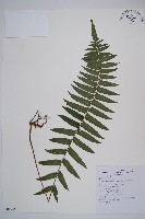 虎克氏鱗蓋蕨藏品圖，第1張