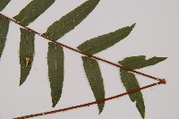 虎克氏鱗蓋蕨藏品圖，第3張