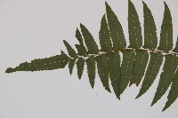 虎克氏鱗蓋蕨藏品圖，第5張