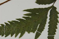 葛氏三叉蕨藏品圖，第3張