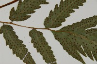 葛氏三叉蕨藏品圖，第4張