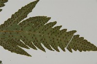 葛氏三叉蕨藏品圖，第5張