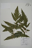 葛氏三叉蕨藏品圖，第6張