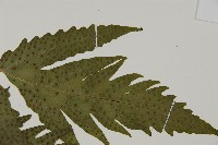 葛氏三叉蕨藏品圖，第9張