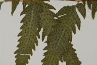 葛氏三叉蕨藏品圖，第10張