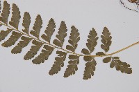 羽裂鱗蓋蕨藏品圖，第3張