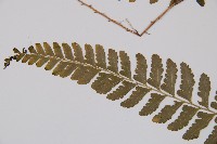 羽裂鱗蓋蕨藏品圖，第4張