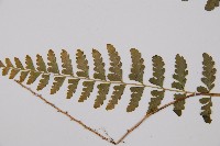 羽裂鱗蓋蕨藏品圖，第5張