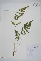 柔葉金星蕨藏品圖，第1張