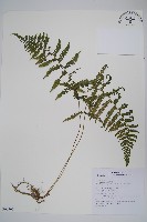 小梯葉副金星蕨藏品圖，第1張