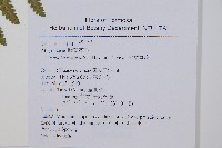 姬蕨藏品圖，第2張