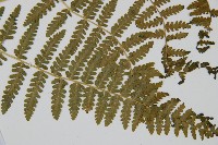 姬蕨藏品圖，第3張