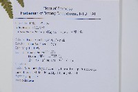 姬蕨藏品圖，第7張