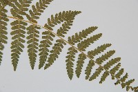 姬蕨藏品圖，第8張