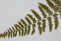 姬蕨藏品圖，第10張