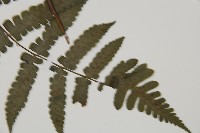 貞蕨藏品圖，第3張