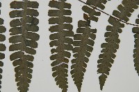貞蕨藏品圖，第4張