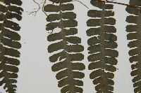 貞蕨藏品圖，第5張