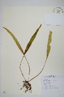 鱗瓦葦、長柄瓦葦藏品圖，第1張