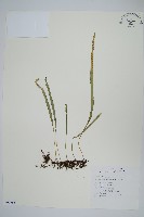 瓦葦藏品圖，第1張