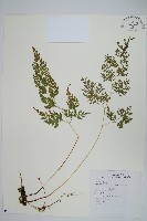 日本金粉蕨藏品圖，第1張