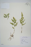 異葉卷柏藏品圖，第1張