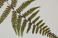 山蹄蓋蕨藏品圖，第3張