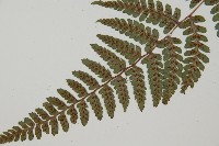 山蹄蓋蕨藏品圖，第4張