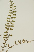 鱗柄鐵角蕨藏品圖，第3張