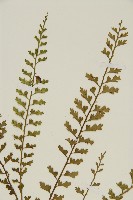 鱗柄鐵角蕨藏品圖，第4張