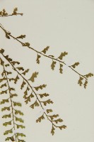 鱗柄鐵角蕨藏品圖，第5張