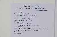 尾葉茯蕨藏品圖，第2張