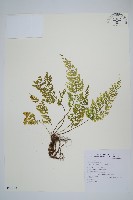 薄葉鐵角蕨藏品圖，第1張
