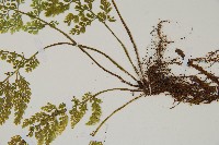 薄葉鐵角蕨藏品圖，第3張