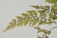 薄葉鐵角蕨藏品圖，第4張