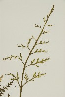 骨碎補鐵角蕨藏品圖，第3張