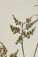 骨碎補鐵角蕨藏品圖，第4張