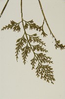 骨碎補鐵角蕨藏品圖，第5張