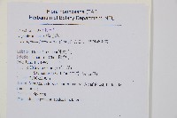 臺灣鱗毛蕨藏品圖，第2張