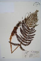 尖葉耳蕨藏品圖，第1張