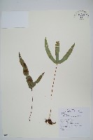 台灣茀蕨藏品圖，第1張
