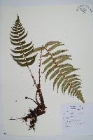 鞭葉耳蕨藏品圖，第1張