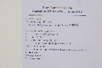 鞭葉耳蕨藏品圖，第2張
