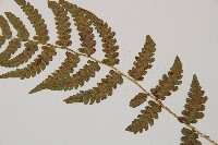 東洋蹄蓋蕨藏品圖，第4張