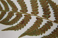 東洋蹄蓋蕨藏品圖，第5張