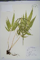 闊葉鳳尾蕨藏品圖，第1張