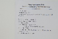 闊葉鳳尾蕨藏品圖，第2張