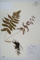 假軸果蹄蓋蕨、毛軸蹄蓋蕨藏品圖，第1張