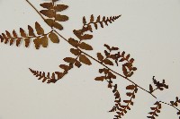 假軸果蹄蓋蕨、毛軸蹄蓋蕨藏品圖，第3張